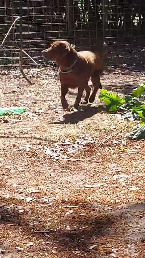 Labrador cani in regalo: KUBRA stupenda labr. cieca a Città metropolitana di Milano - Video 1