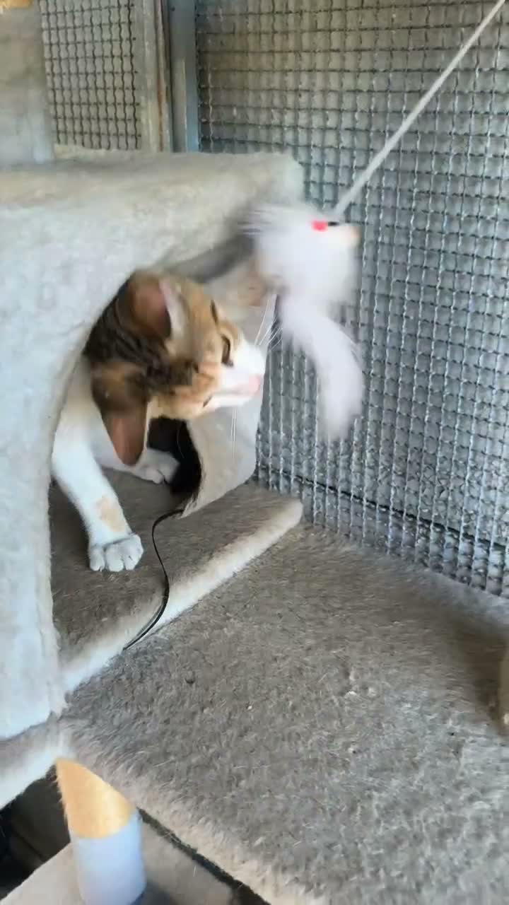 Meticcio gatti in regalo: Milla - Video 2
