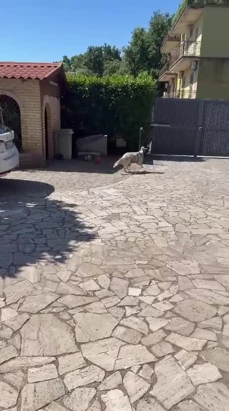 Setter Inglese cani in regalo: Regalasi Setter Inglese a Città metropolitana di Roma Capitale - Video 1