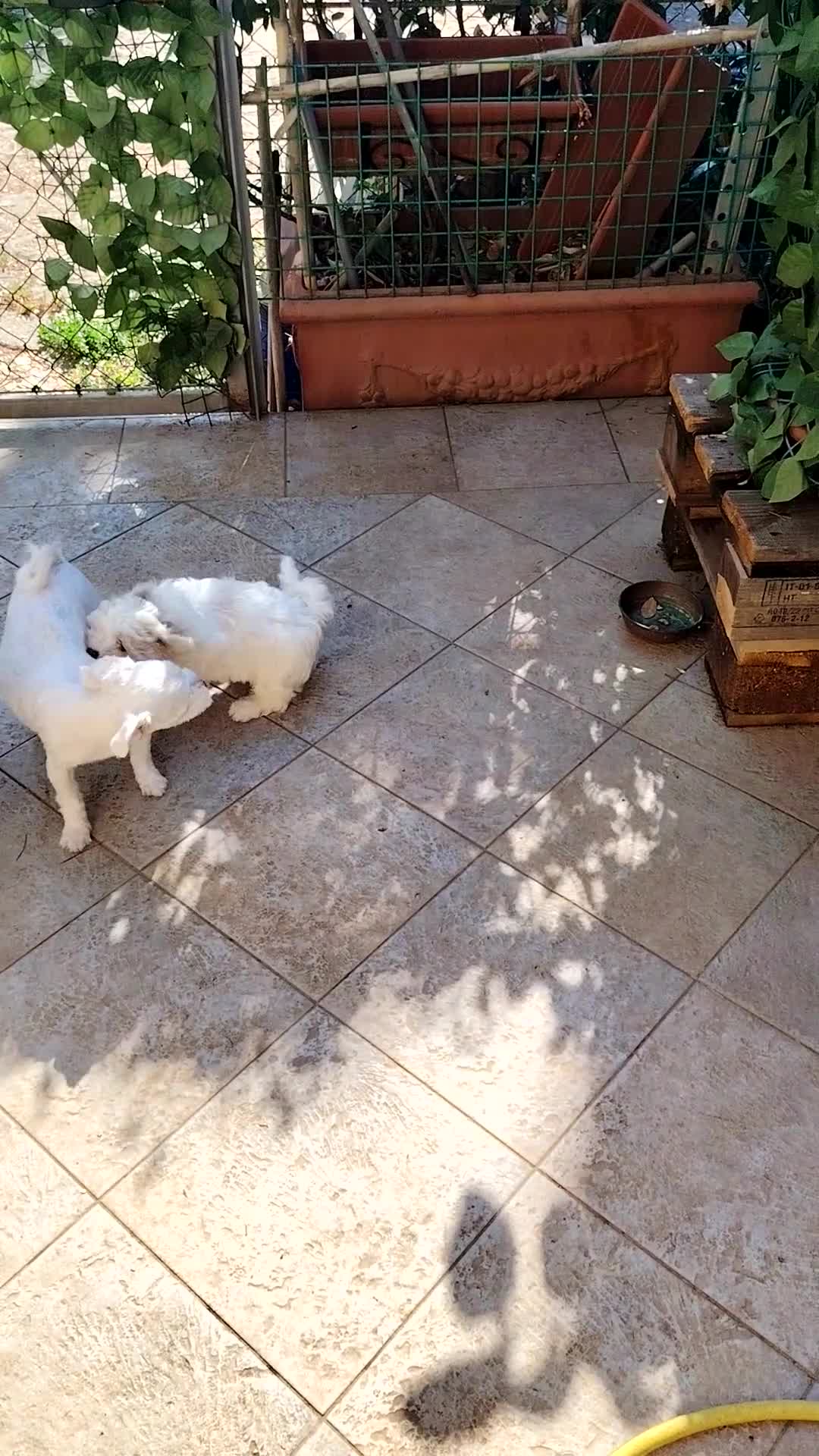Maltese cani in vendita: Cuccioli maltese rasa base, cerca famiglia  - Video 1