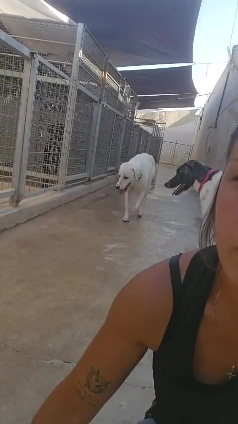 Meticcio cani in regalo: Kinder e Kira: giovani adozione di coppia  - Video 1