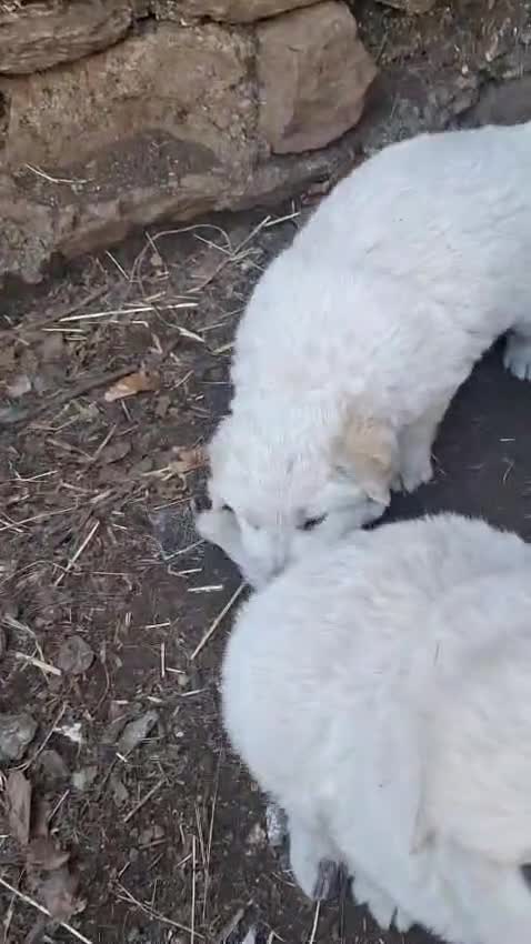 Pastore Maremmano cani in vendita: cucciole di maremmano - Video 1