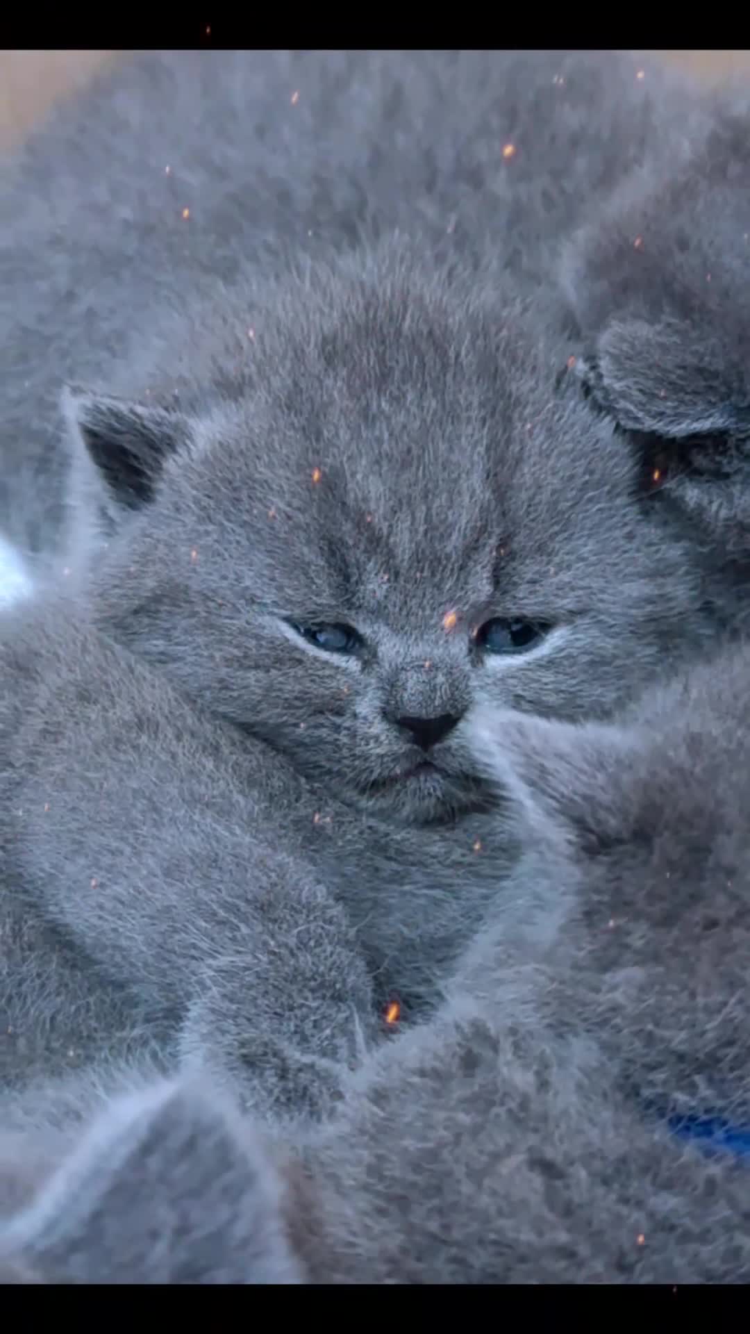 British gatti in vendita: Cuccioli British Shorthair  - Video 1