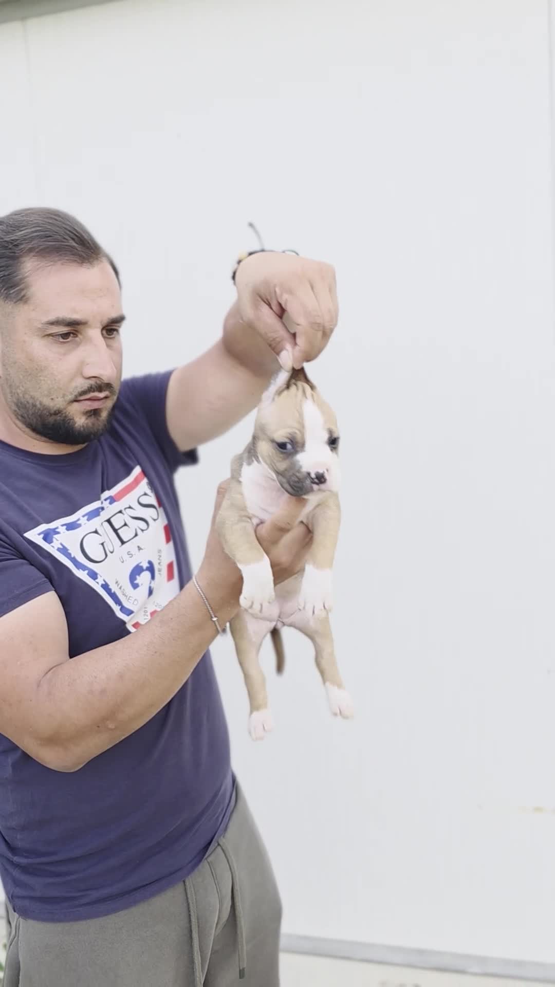 Pitbull cani in vendita: American pitbull terrier ukc - Video 1