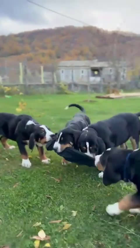 Grande Bovaro Svizzero cani in vendita: Disponibili cuccioli di grande bovaro svizzero - Video 2