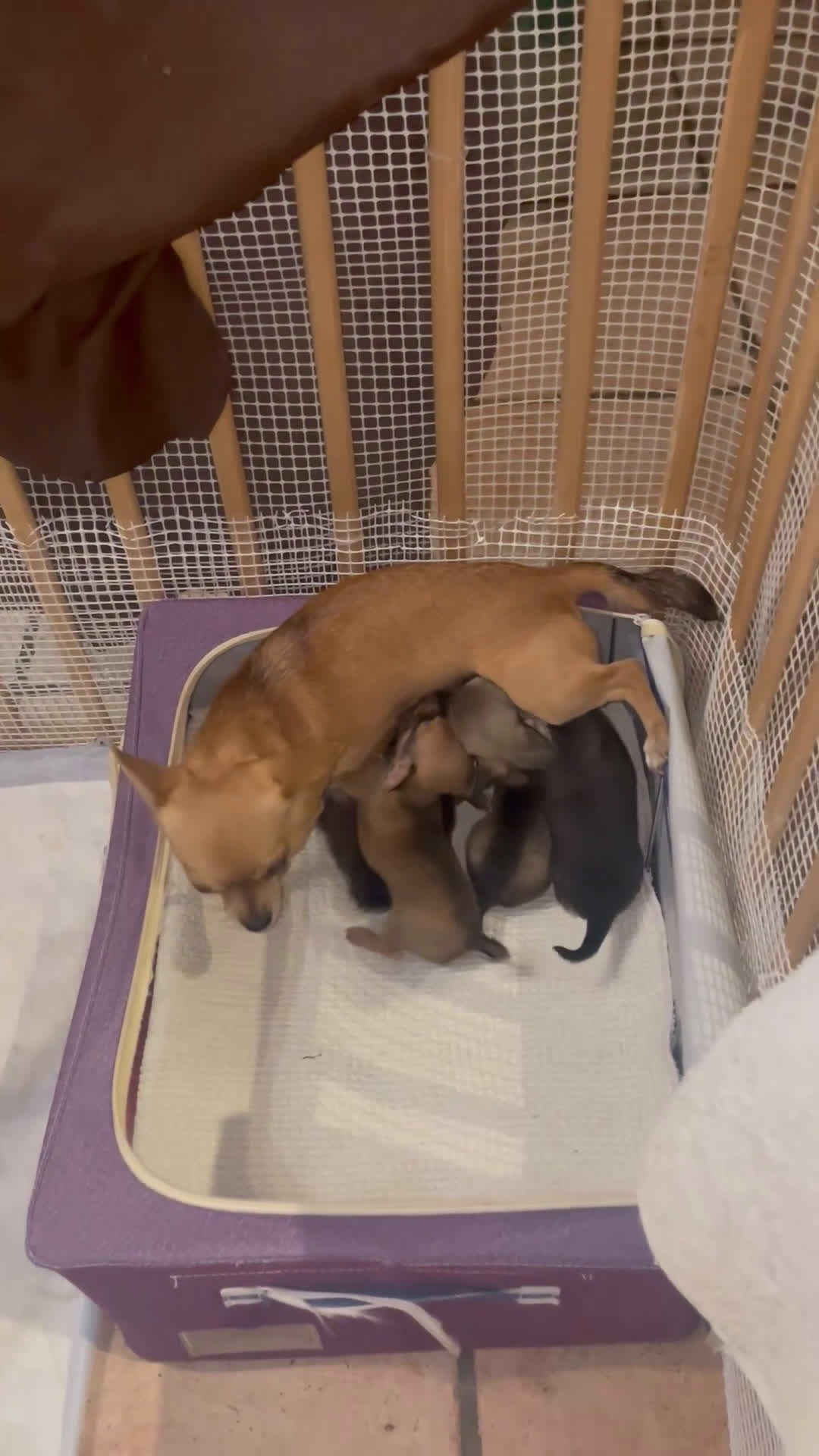 Chihuahua cani in vendita: Vendo Cuccioli Chihuahua purissimi - Video 1