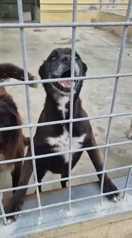 Meticcio cani in regalo: Cloe: nonnina adorabile taglia piccola  - Video 3