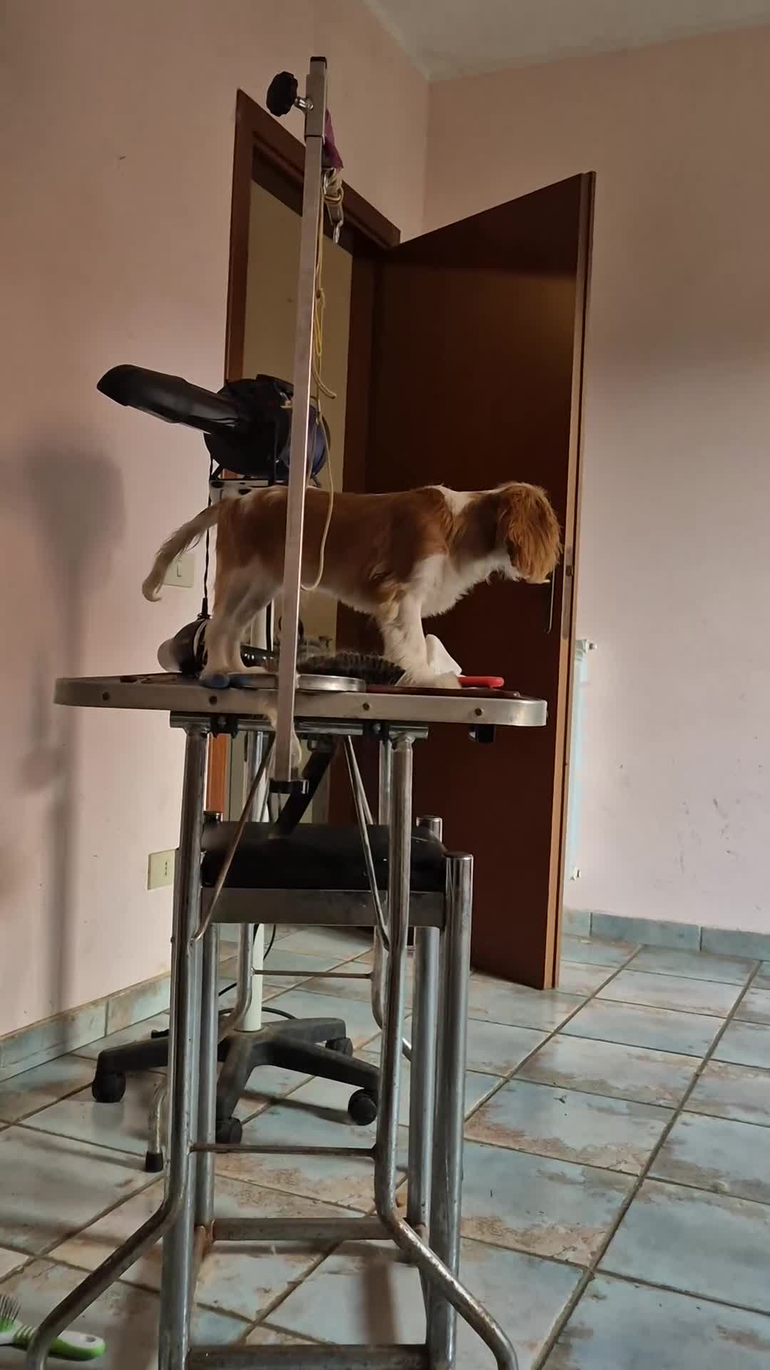 Cavalier King cani in vendita: Bel cucciolo di Cavalier king - Video 1