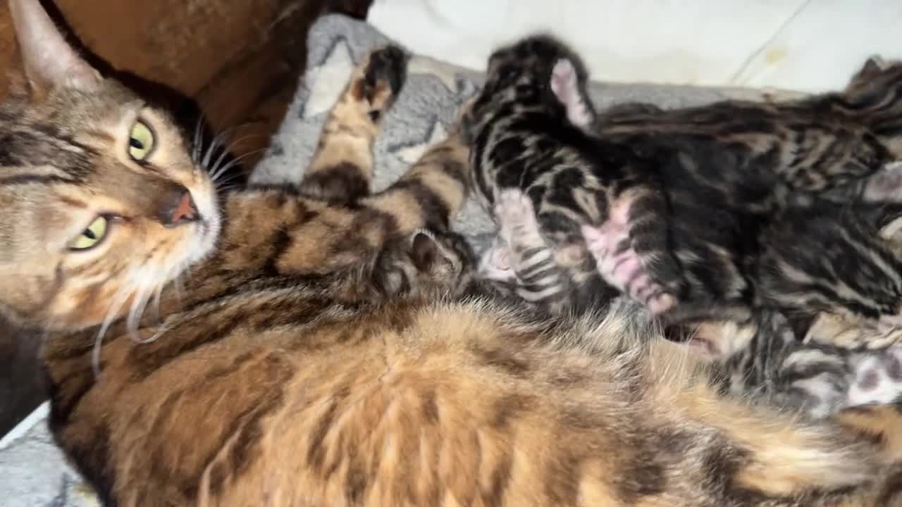 Bengala gatti in vendita: Bengal, con pedigree, anche da riproduzione  - Video 1