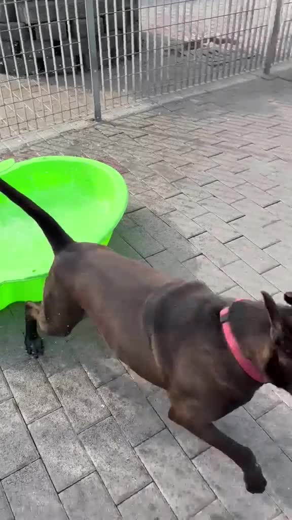 Meticcio cani in regalo: NIGEL CERCA AMORE - Video 3