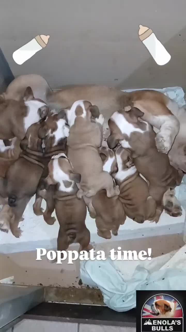 Bulldog cani in vendita: Nuovi cuccioli Menola's Bulls  - Video 1