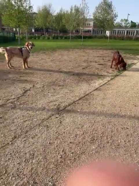 Australian Shepherd cani per accoppiamento: Romeo australian shepherd blu merle per monte  a Provincia di Mantova - Video 1