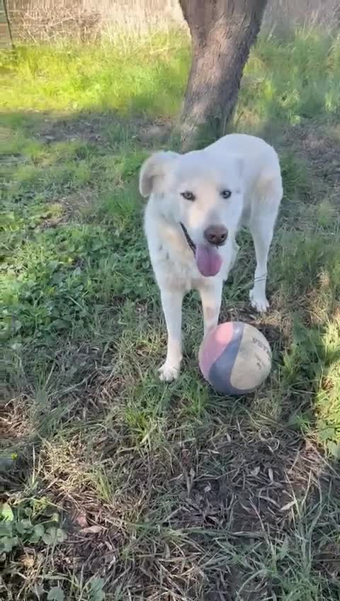 Meticcio cani in regalo: GUÈ 💙-cucciolo timido, ma allegro e giocherellone - Video 1