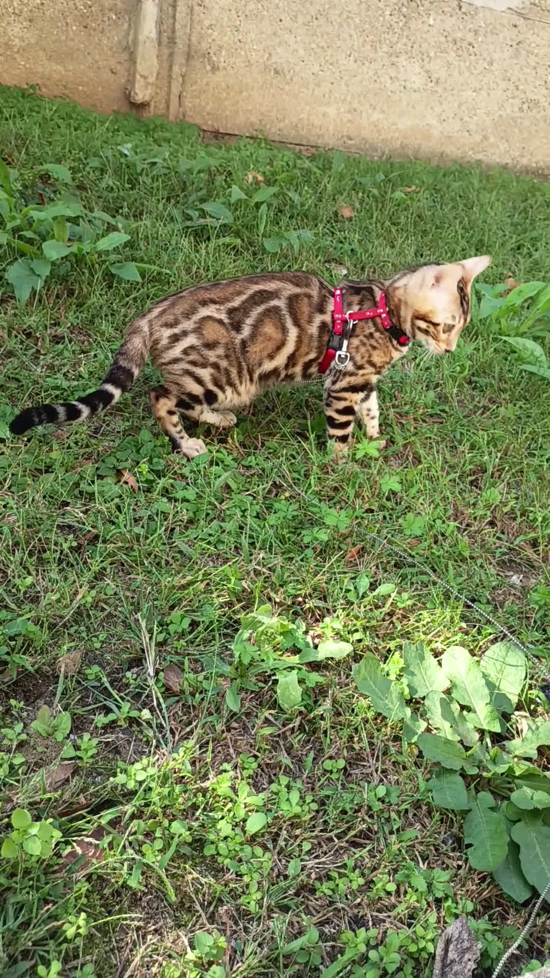 Bengala gatti in vendita: Cucciola Bengala 🥰 - Video 1