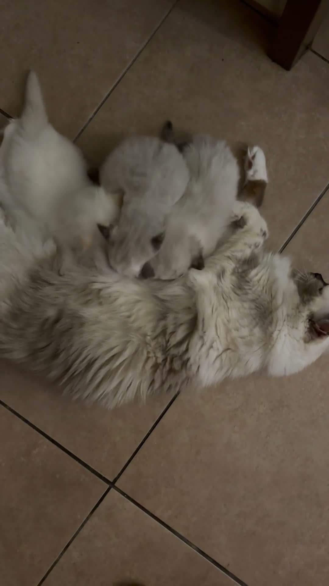 Ragdoll gatti in vendita: Splendidi cuccioli di Ragdoll - Video 2