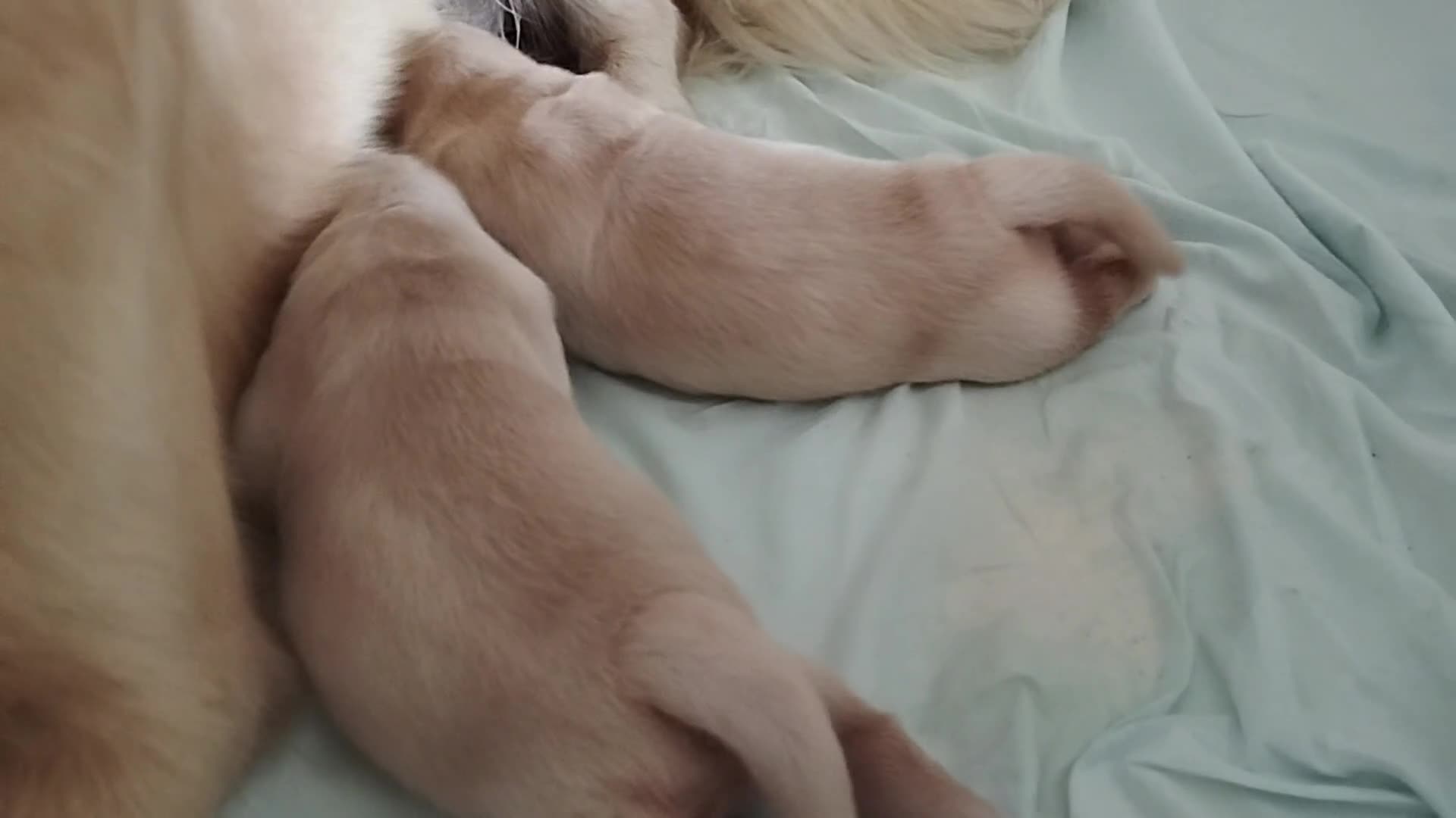 Golden Retriever cani in vendita: Golden sel. caratterialmente/morfologicamente  a Provincia di Ferrara - Video 2