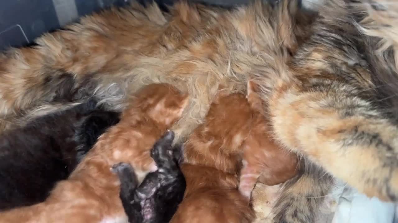 Maine Coon gatti in vendita: Maine coon splendidi - Video 1