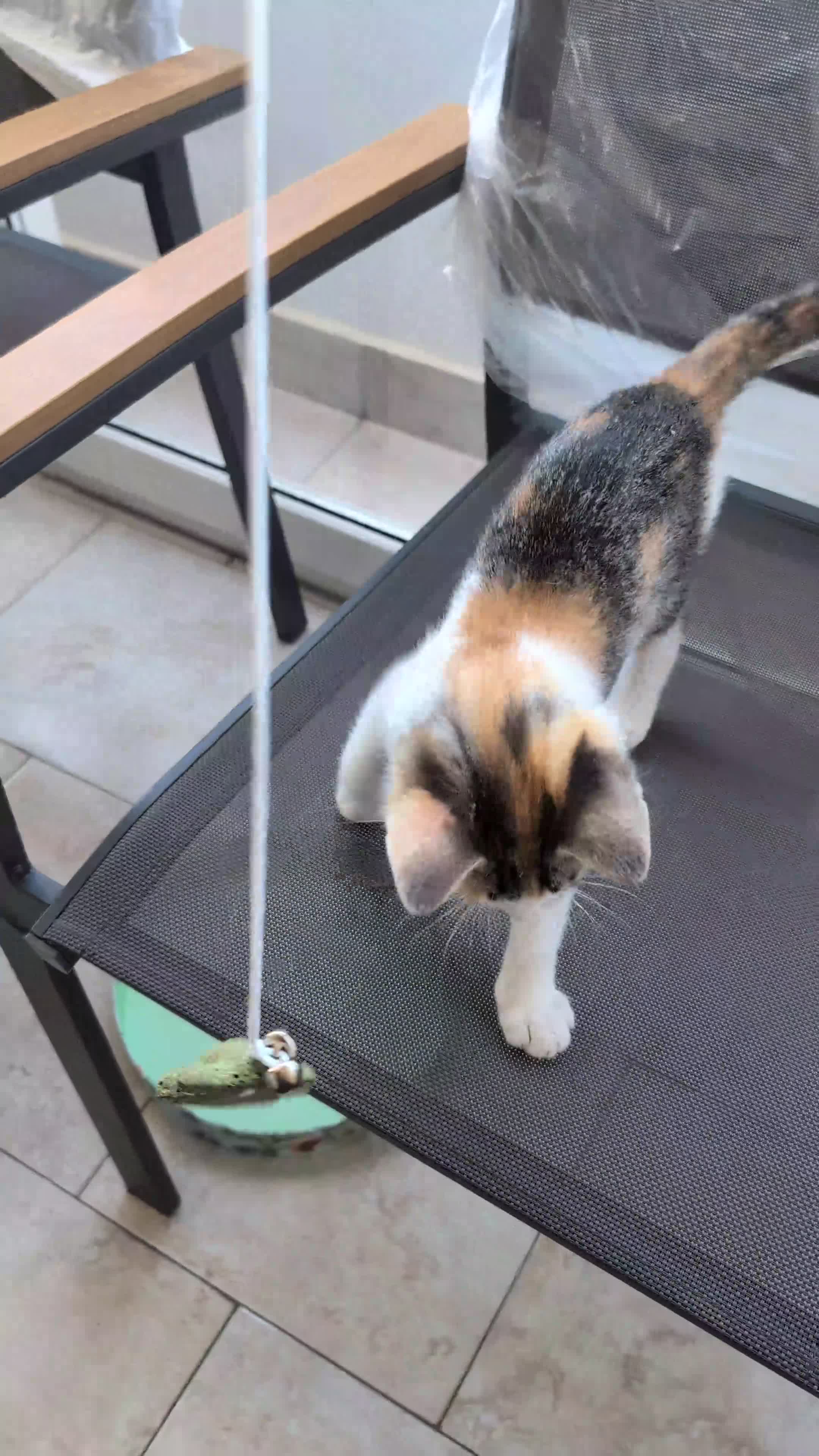 Altre razze gatti in regalo: Una casa per Misha - Video 2