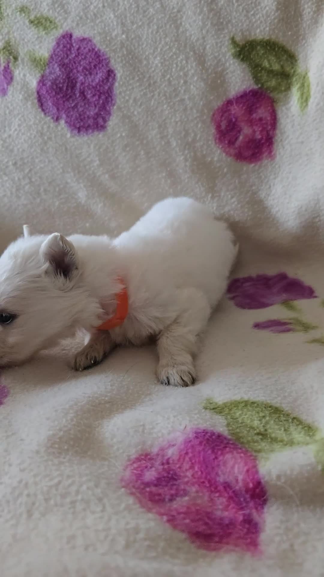 Pastore Svizzero cani in vendita: Cuccioli pastore svizzero bianco - Video 3