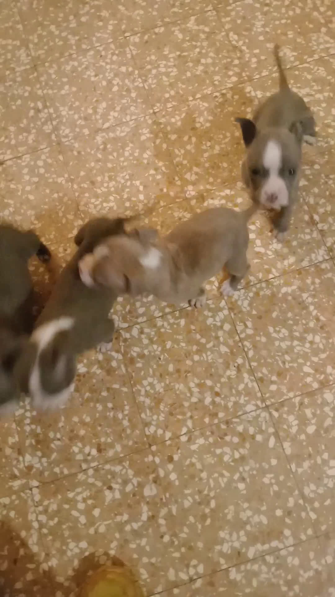 American Bully cani in vendita: American Bully, genitori addestrati da pet terapy  - Video 1