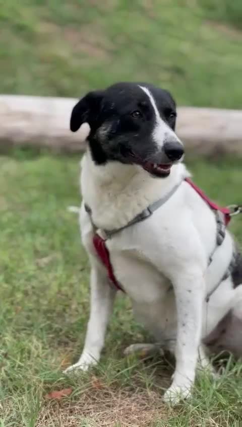 Meticcio cani in regalo: Cookie, una tenerissima meticcia - Video 2