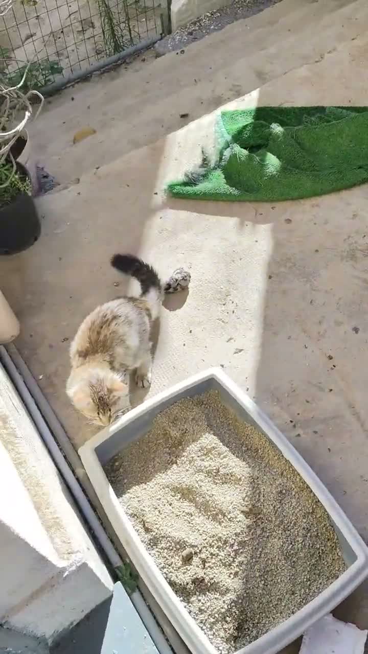 Altre razze gatti in regalo: Gatti cresciuti in casa - Video 1