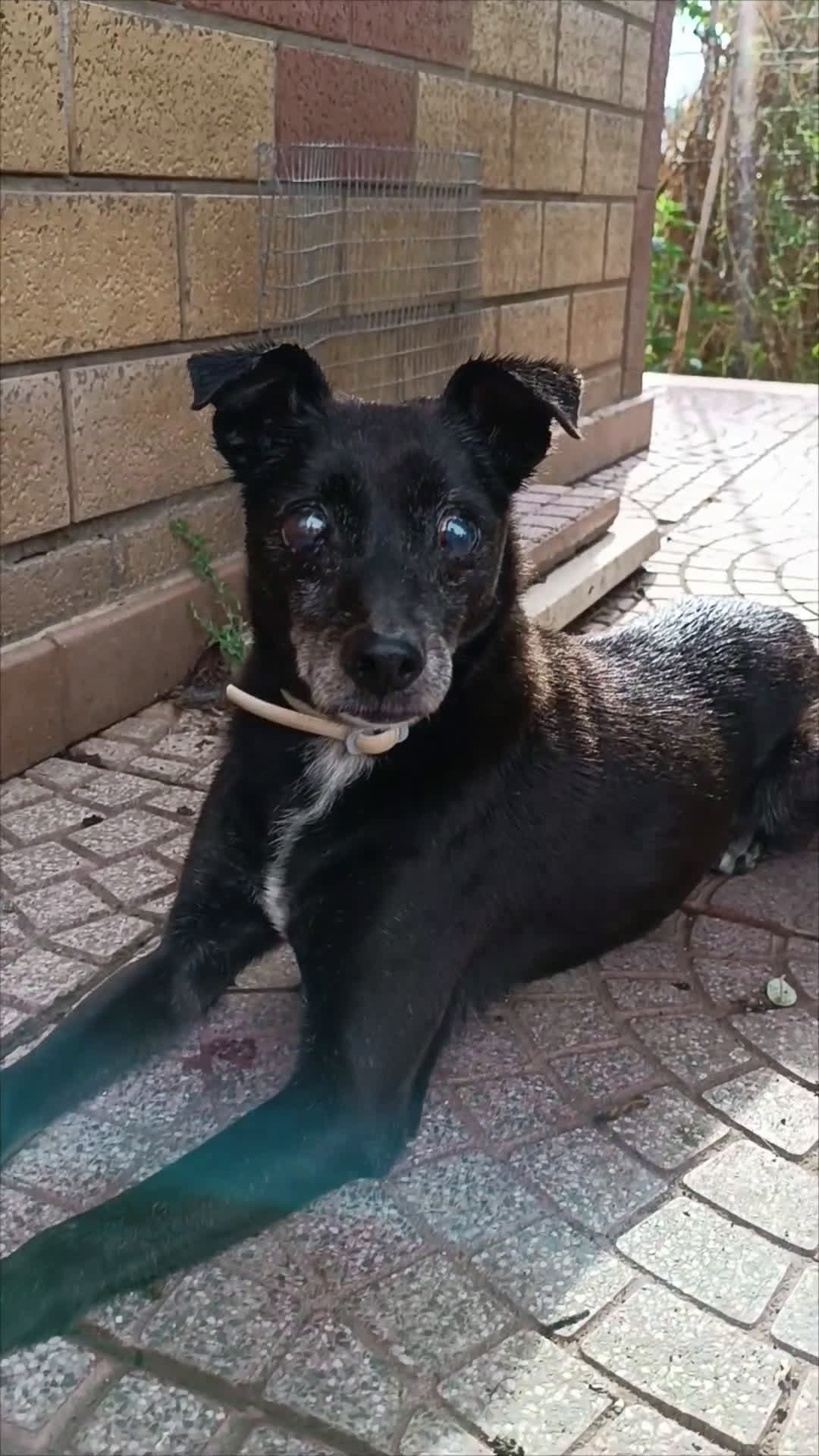 Meticcio cani in regalo: Bobby super adozione del ❤️ - Video 1