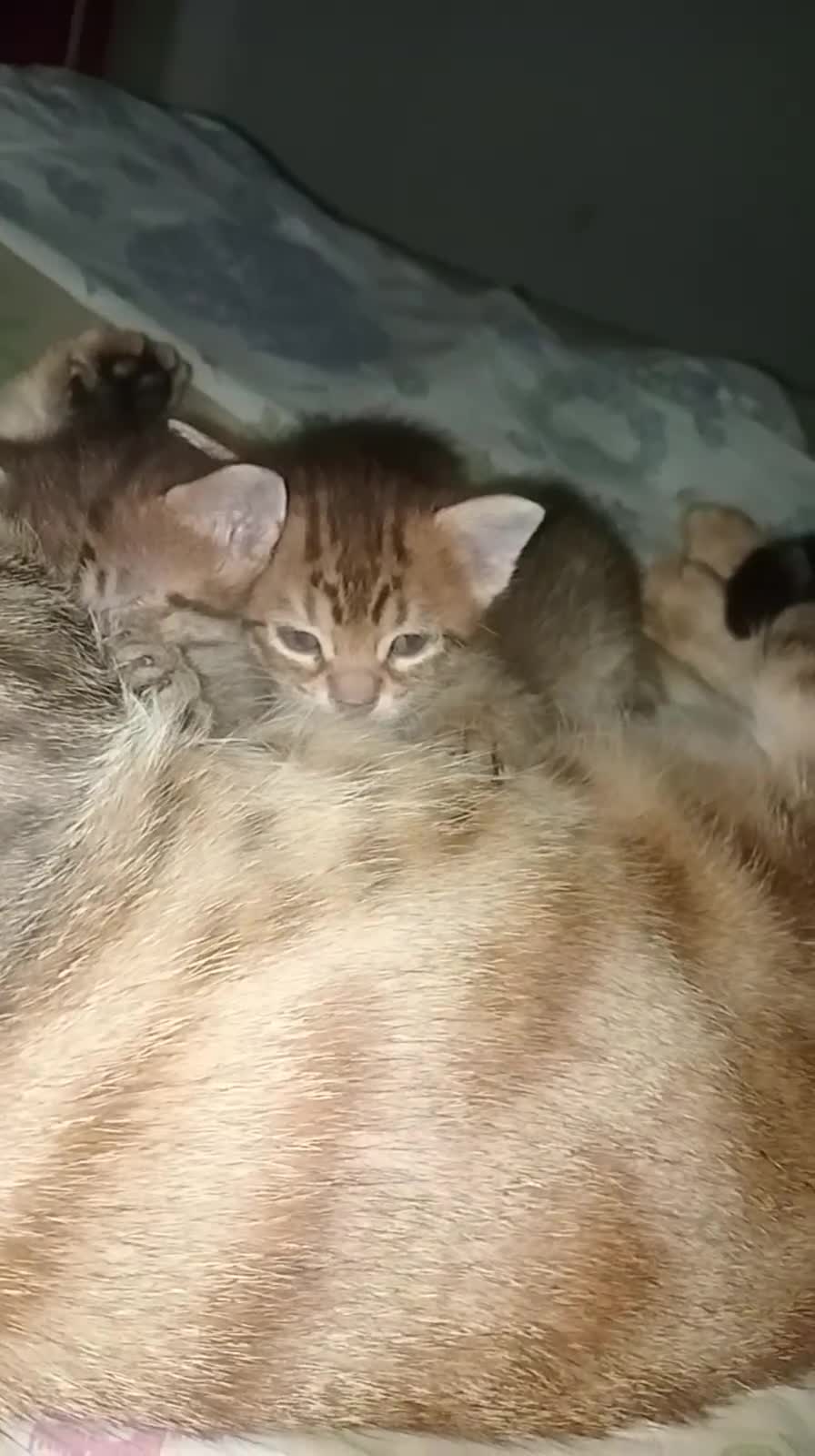 Abissino gatti in vendita: Abissini bengalesi - Video 1