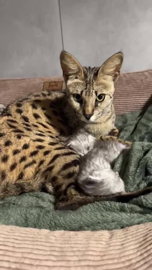 Savannah gatti in vendita: Splendidi cuccioli di gatto Savannah – 4 mesi  - Video 5