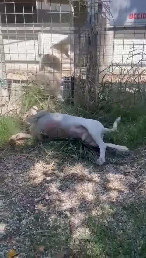 Meticcio cani in regalo: Fiorella: energia pura, bontà infinita  - Video 1