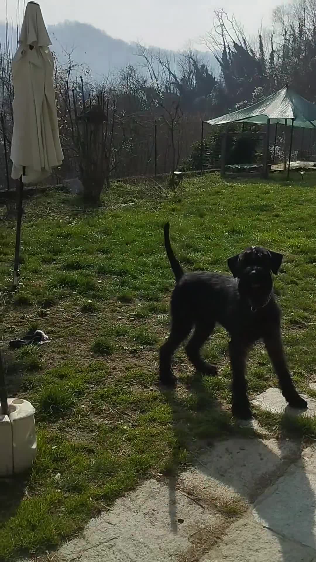 Schnauzer Gigante cani in vendita: Cuccioli neri schnauzer gigante a Città Metropolitana di Torino - Video 1