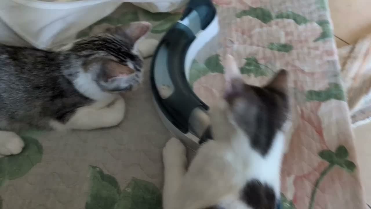 Europeo gatti in regalo: Piko & Bok: dalla radura al cuore di una famiglia! - Video 3