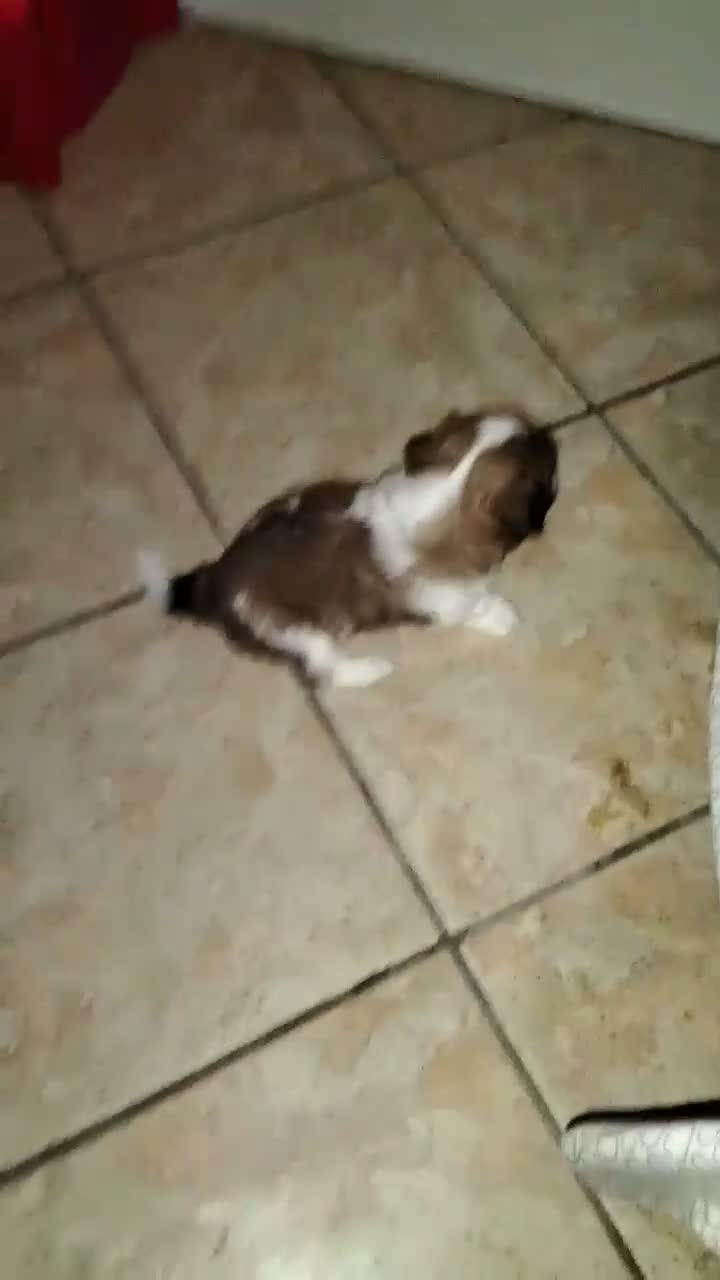 Shih Tzu cani in vendita: Cucciolo di Shitzu  - Video 1