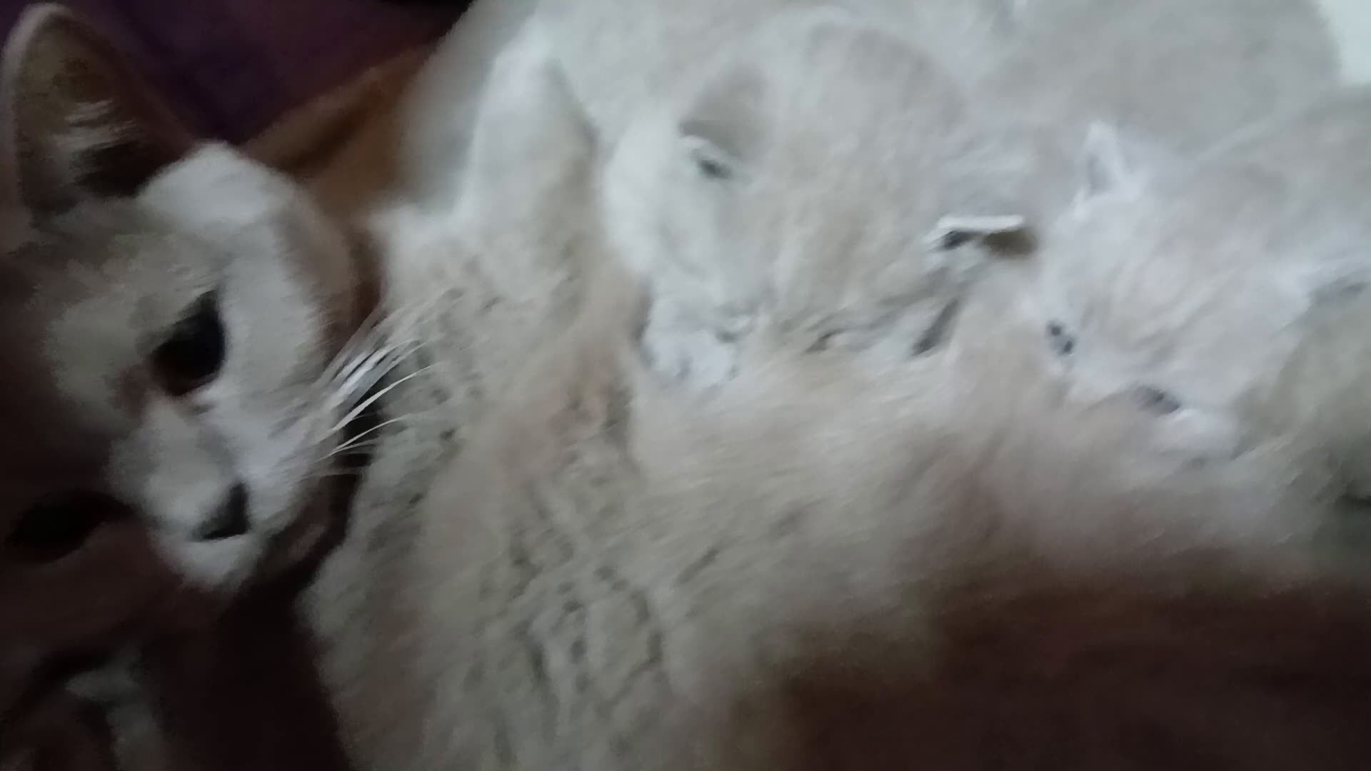 British gatti in vendita: British shortair - Video 3