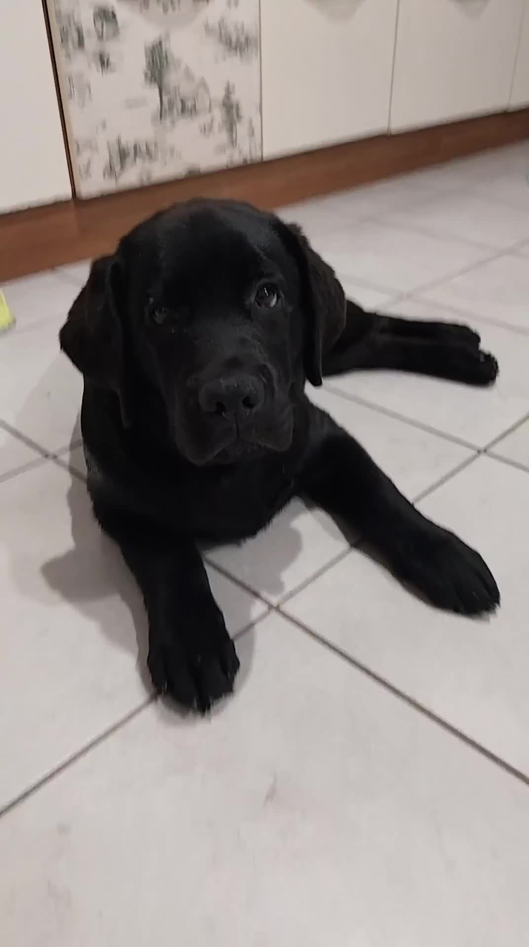 Labrador cani in vendita: Best for Last - Video 1