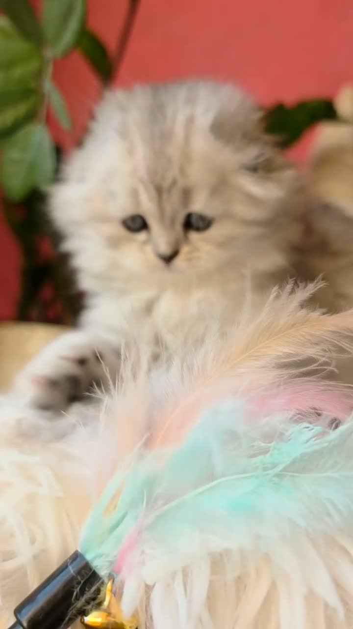 Scottish gatti in vendita: Ultima cucciola scottish fold silver longhair  - Video 1