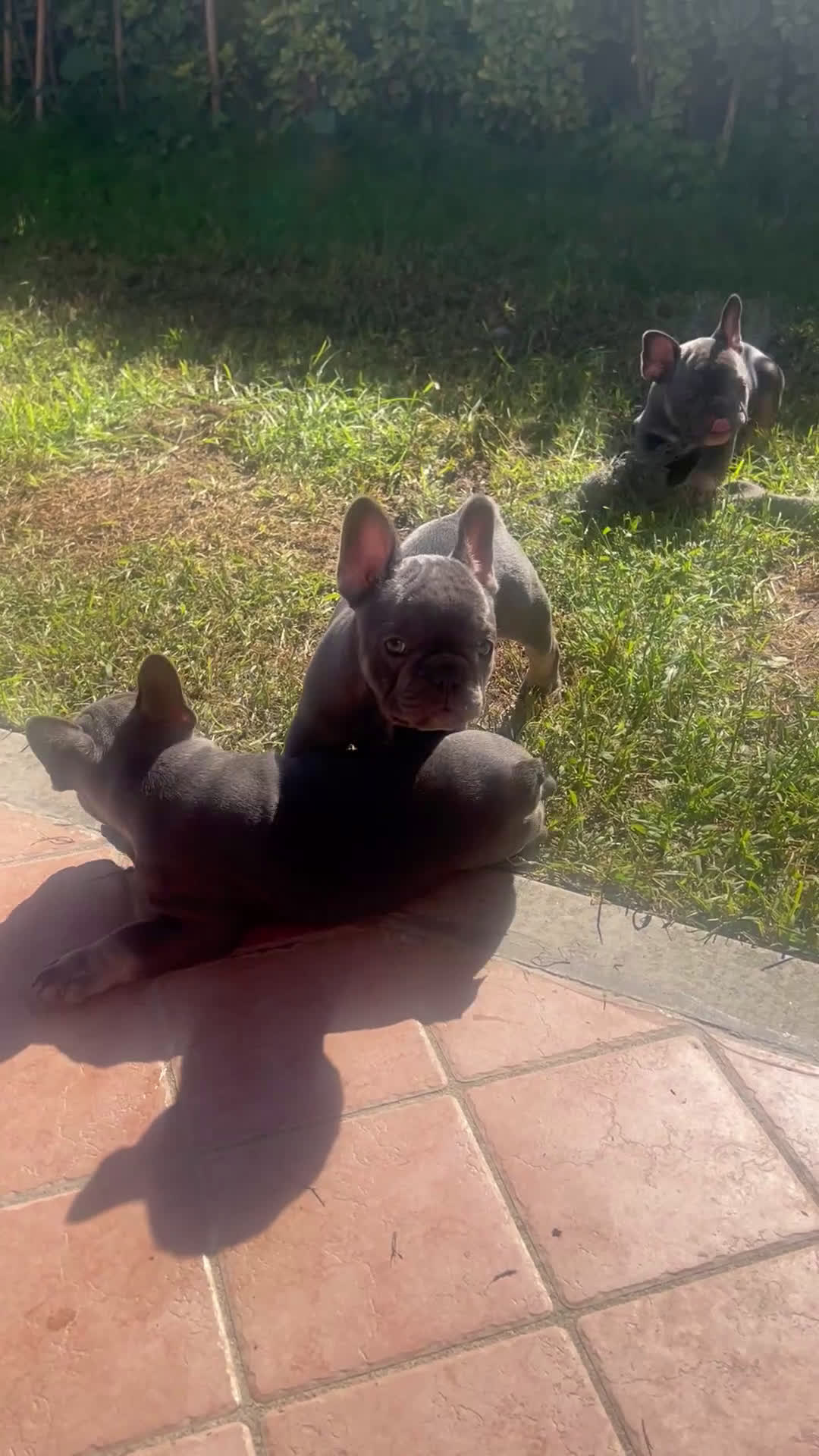 Bulldog Francese cani in vendita: Bulldog francese - Video 2