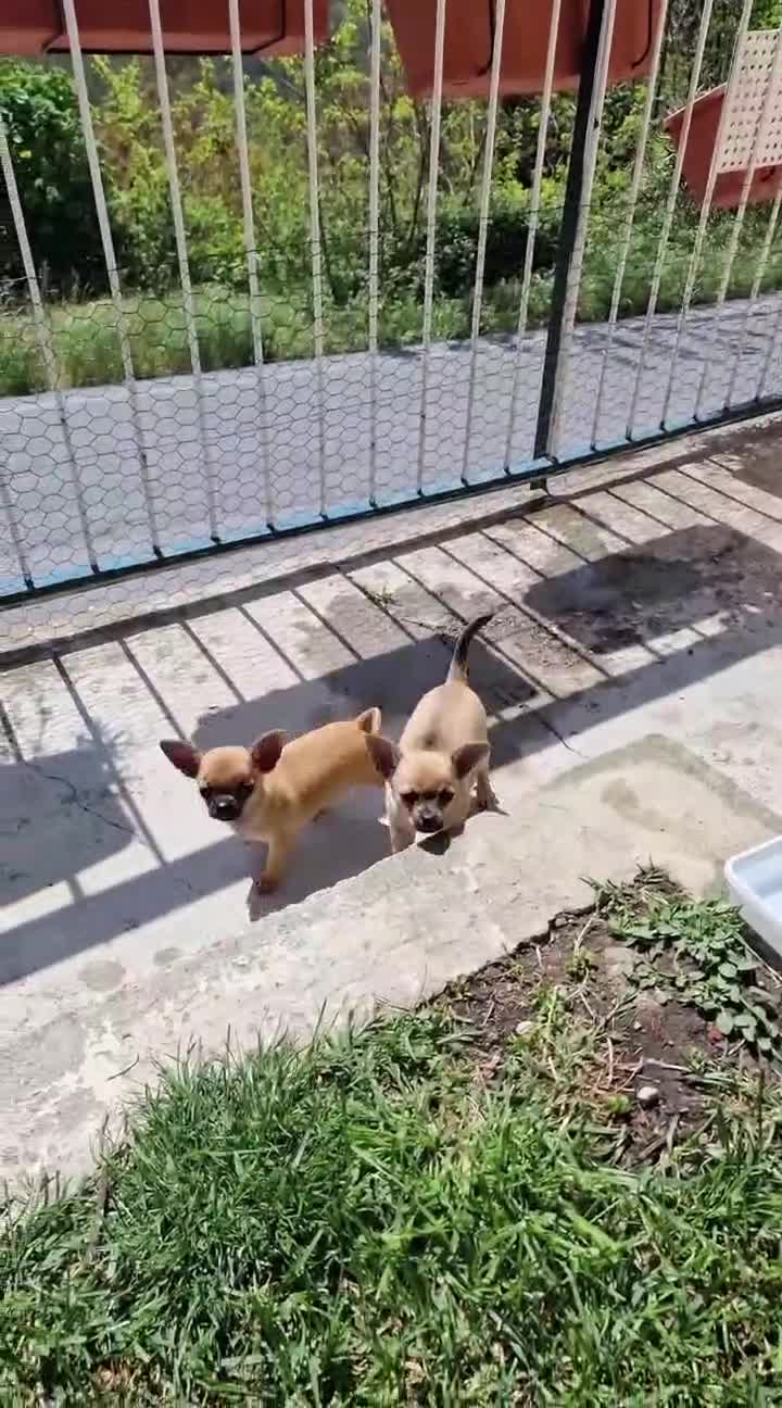 Chihuahua cani in vendita: Chihuahua 2 maschi a Città Metropolitana di Genova - Video 1