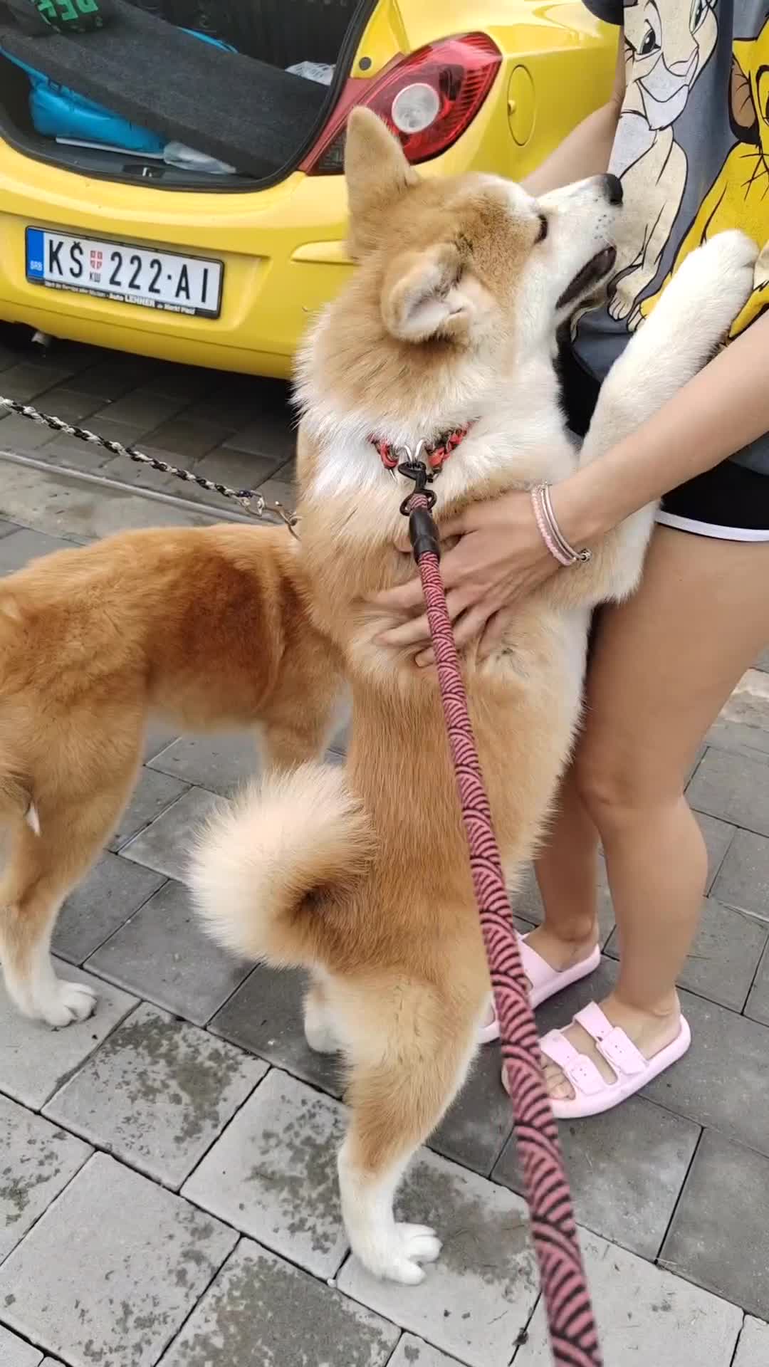 Akita Inu cani in vendita: Cuccioli Akita Inu – disponibili ancora 3 cuccioli - Video 1