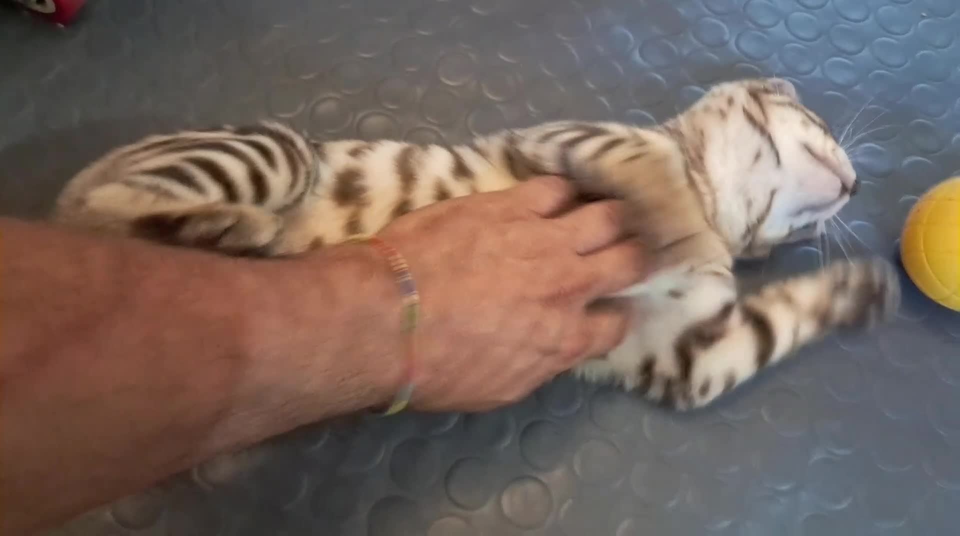Bengala gatti in vendita: Bengala snow cucciolo - Video 1