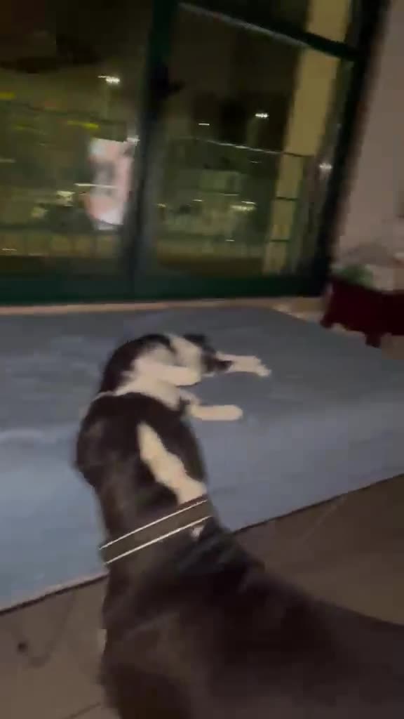 Meticcio cani in regalo: Roy, un meticcio molto equilibrato - Video 1