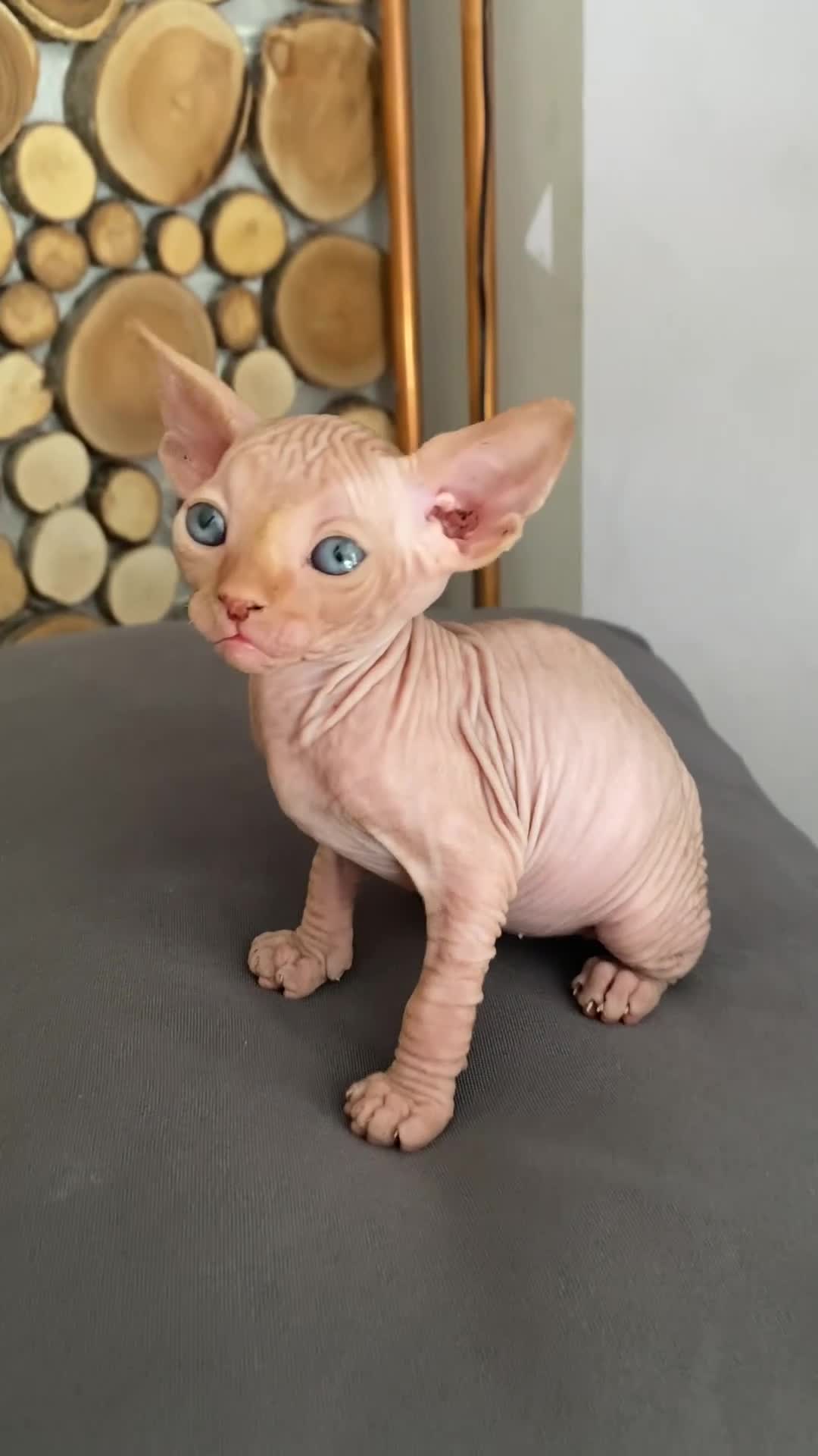 Sphynx gatti in vendita: Cuccioli Sphynks  - Video 2