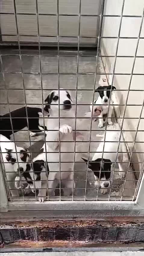 Meticcio cani in regalo: Ciccioli taglia media piccola  - Video 1