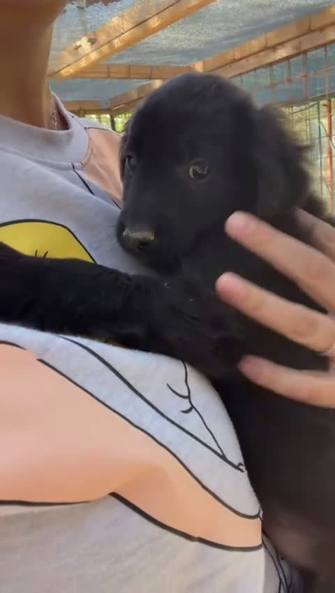 Meticcio cani in regalo: ZAFFIRO - Video 3