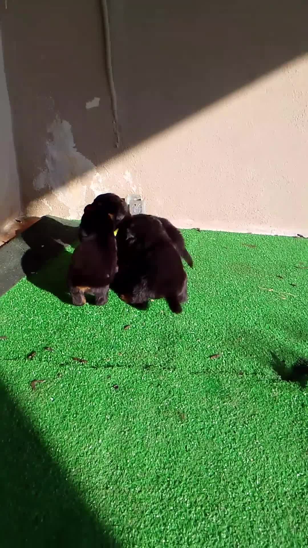 Rottweiler cani in vendita: Vendo cuccioli di Rottweiler  - Video 1