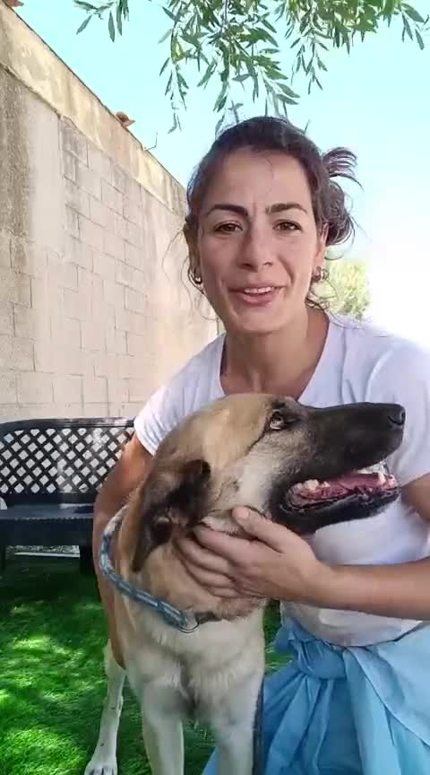 Meticcio cani in regalo: Jimmy - Video 1