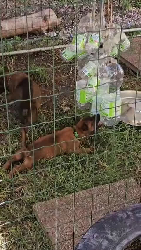 Pastore Belga cani in vendita: Pastore Belga Malinois a Venedig - Video 1