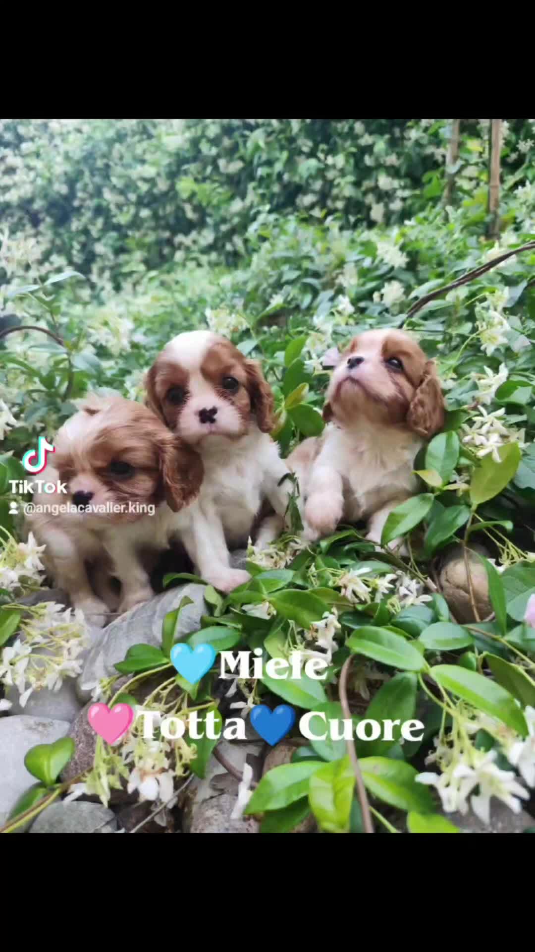 Cavalier King cani in vendita:  splendida cucciolata di cavalier king - Video 3