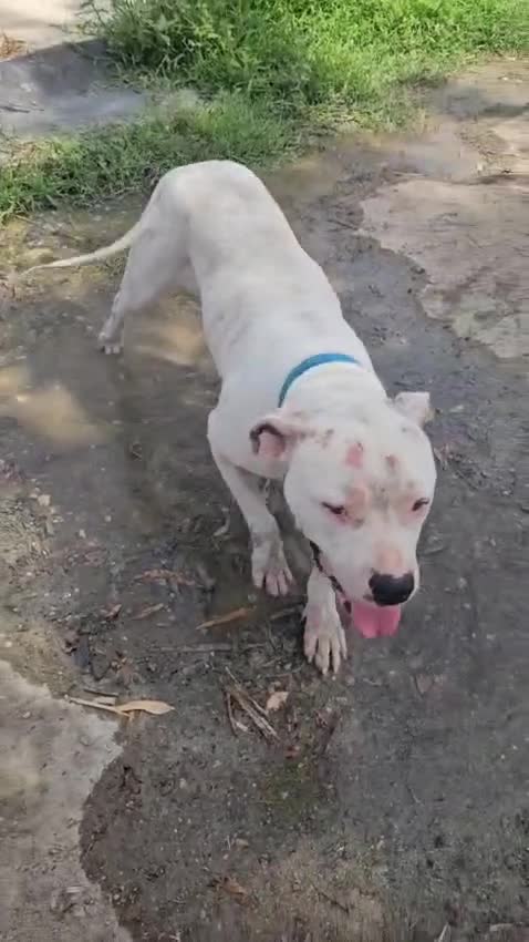 Dogo Argentino cani in regalo: Giovanni: Dogo Argentino dolce equilbrato  - Video 3