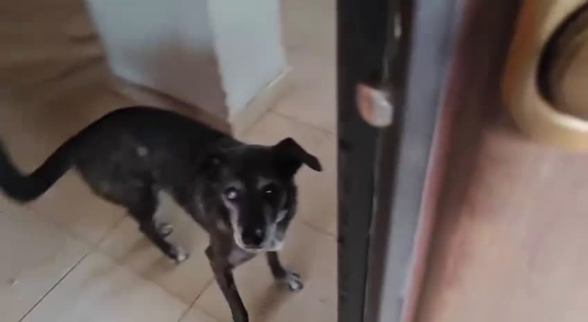 Meticcio cani in regalo: Linda cerca adozione o stallo casalingo  - Video 2